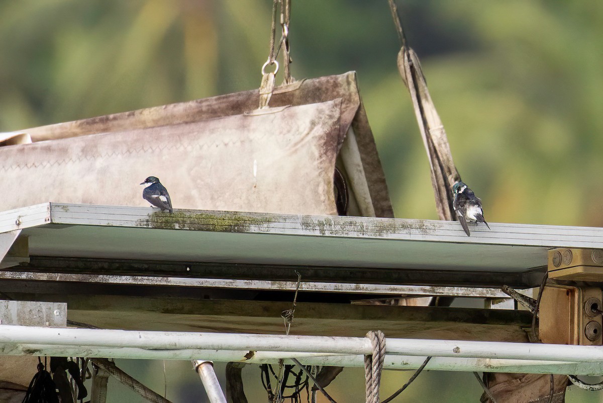 Mangrove Swallow - ML622099807