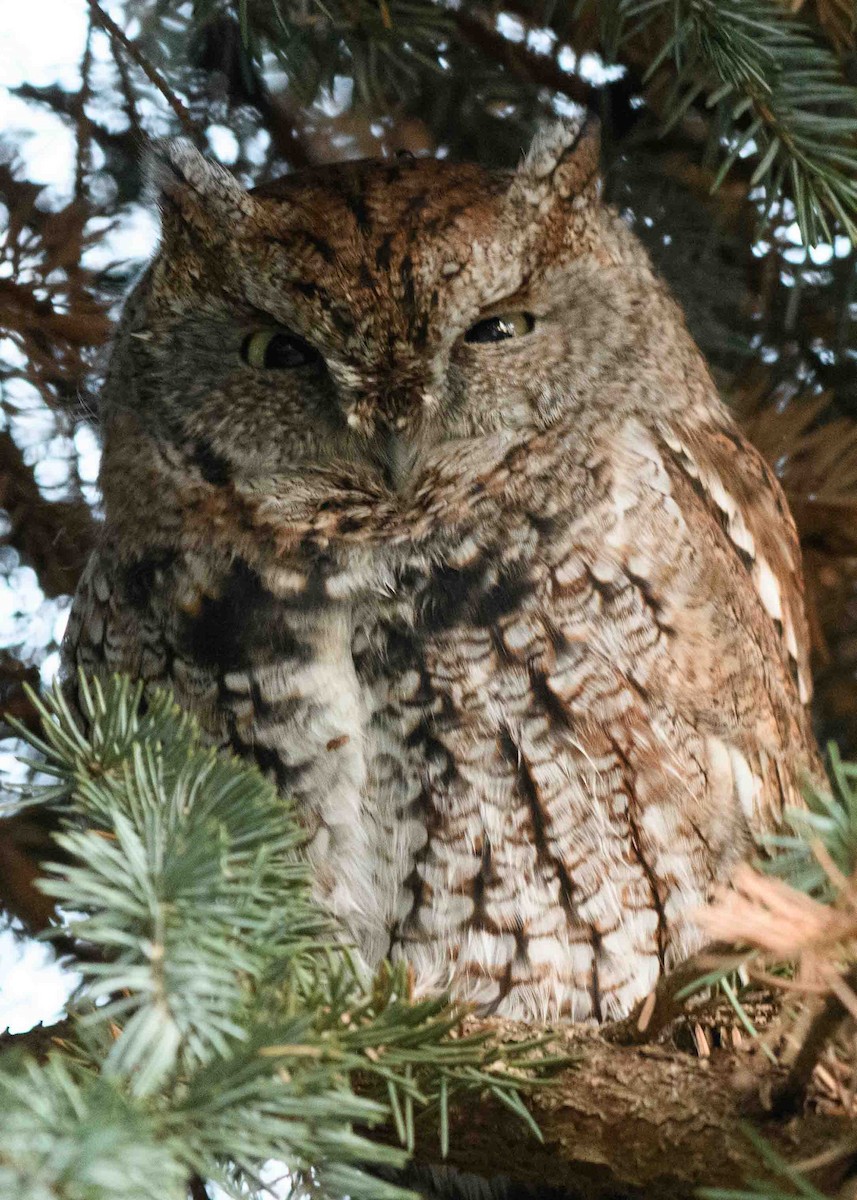 Eastern Screech-Owl (Northern) - Anthony Kaduck