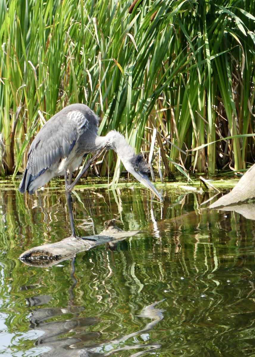 Great Blue Heron - Pascale Grenier