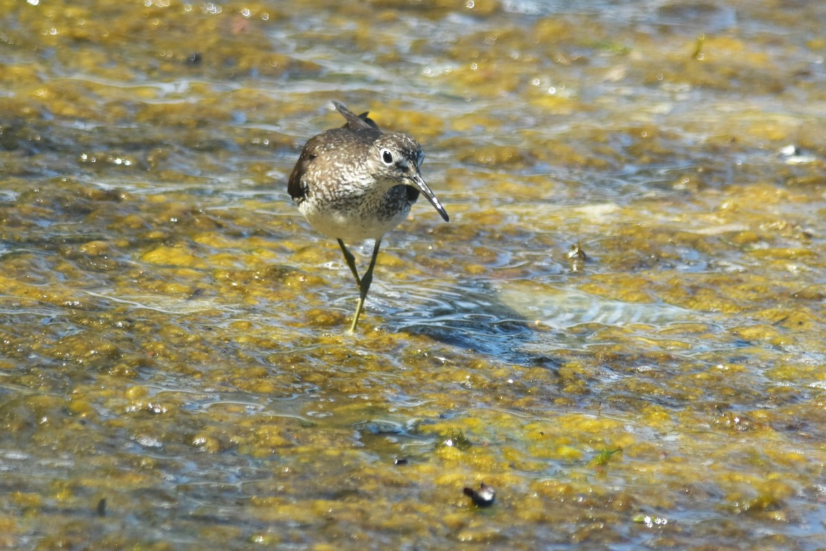 Solitary Sandpiper - Robert Lange