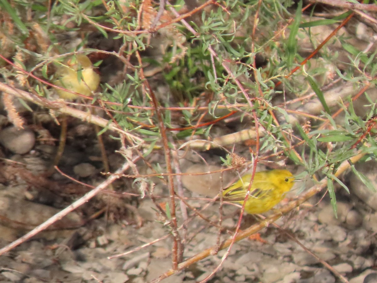 Yellow Warbler - BEN BAILEY