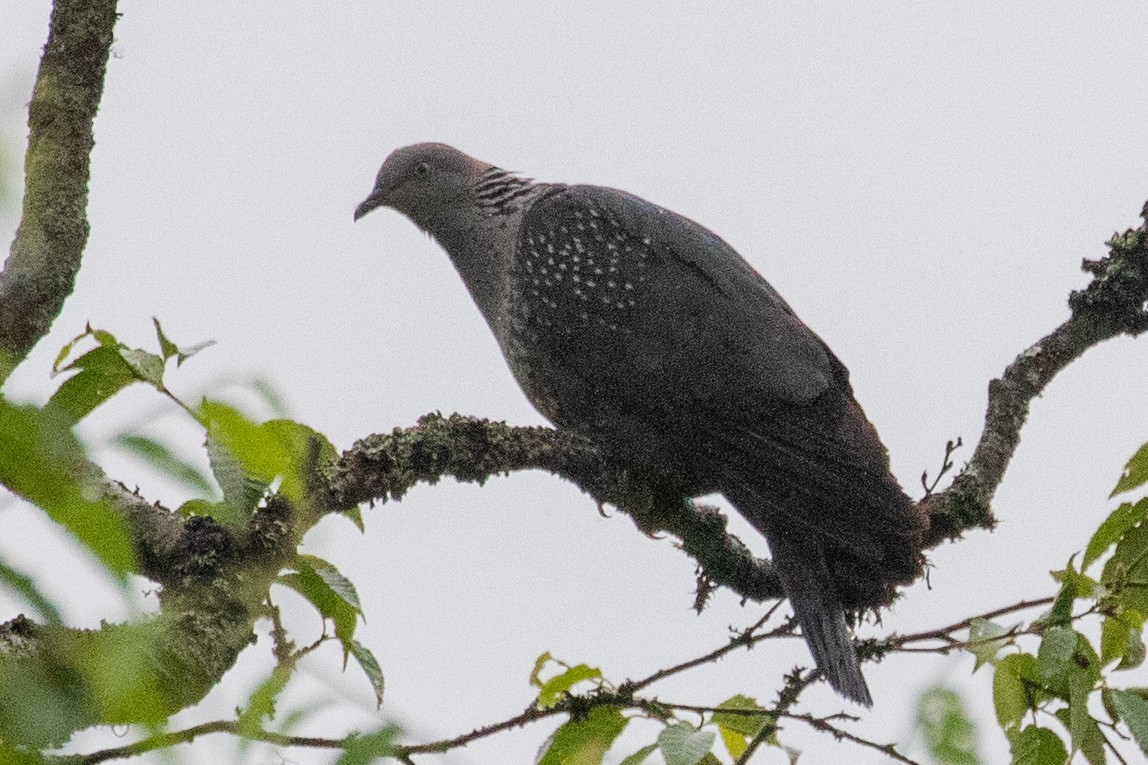 Speckled Wood-Pigeon - ML622099838