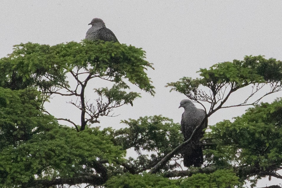 Speckled Wood-Pigeon - ML622099843