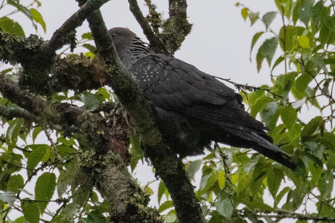 Speckled Wood-Pigeon - ML622099847