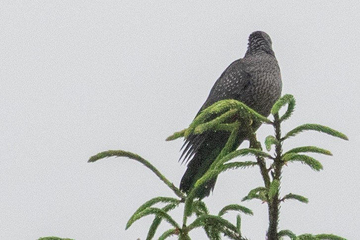 Speckled Wood-Pigeon - ML622099850