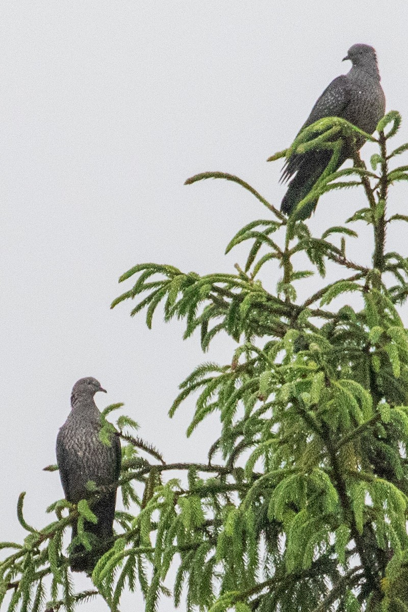 Speckled Wood-Pigeon - ML622099853