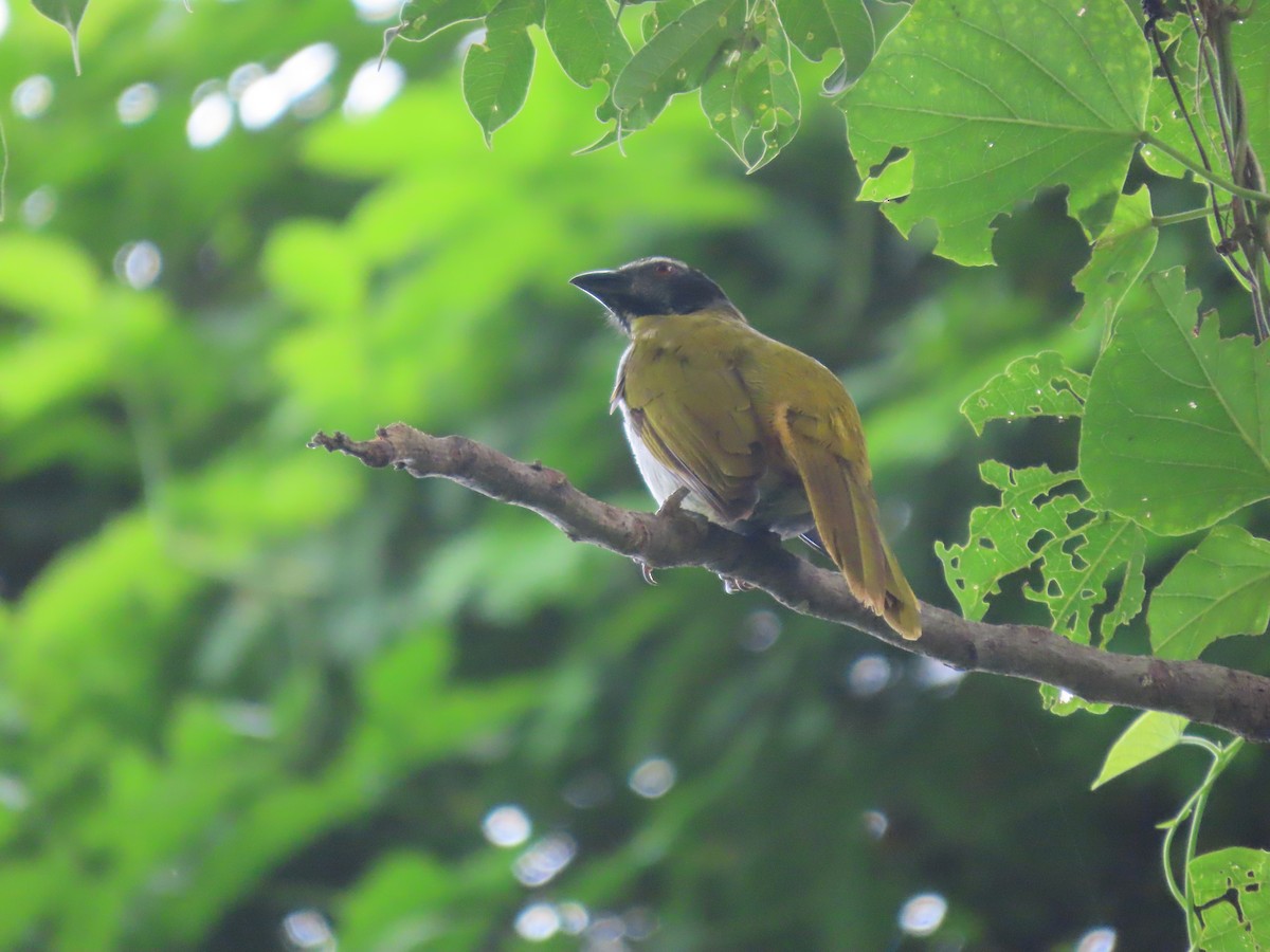 Black-headed Saltator - ML622099861