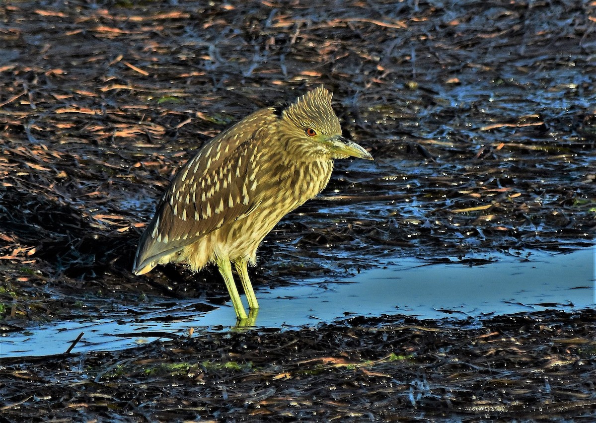 Black-crowned Night Heron (American) - ML622099867