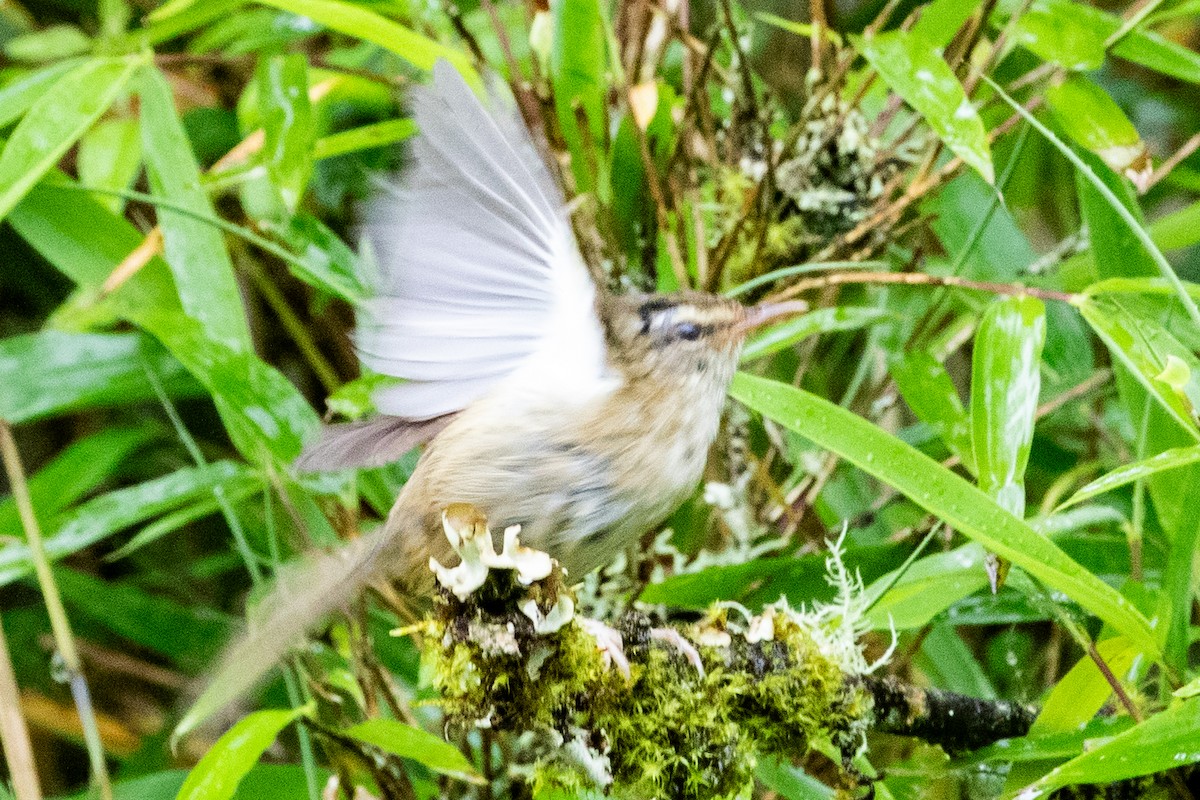 Aberrant Bush Warbler (Perplexing) - ML622099891