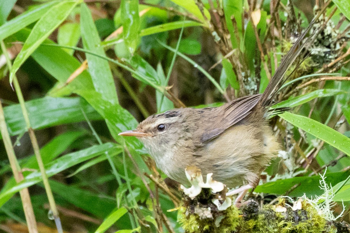 Aberrant Bush Warbler (Perplexing) - ML622099894