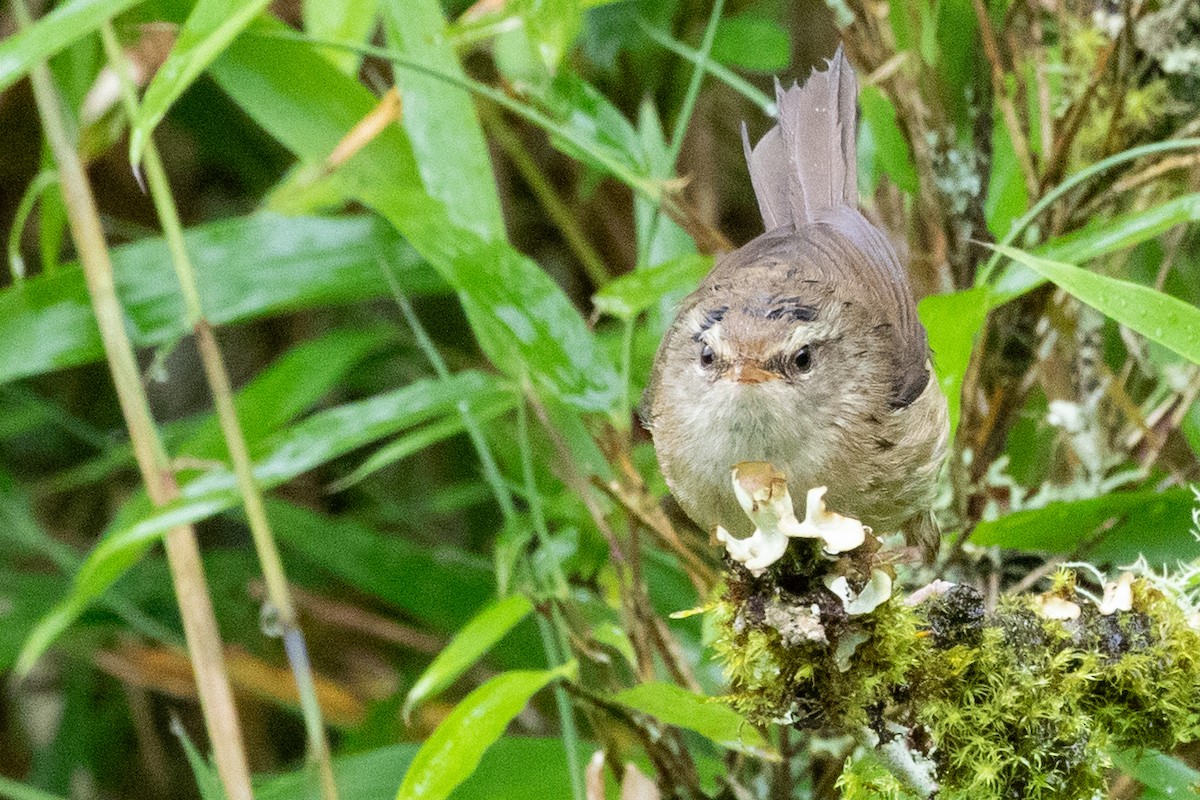 Aberrant Bush Warbler (Perplexing) - ML622099895