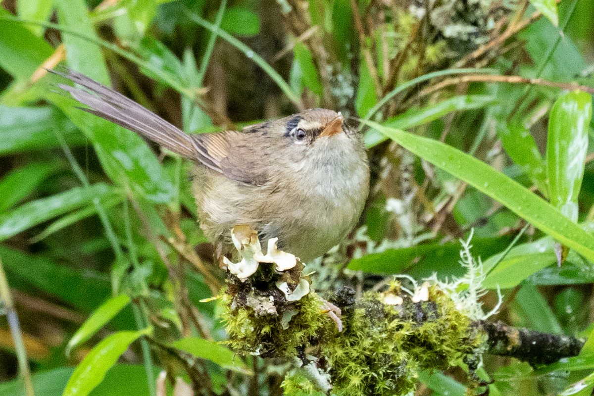 Aberrant Bush Warbler (Perplexing) - ML622099903