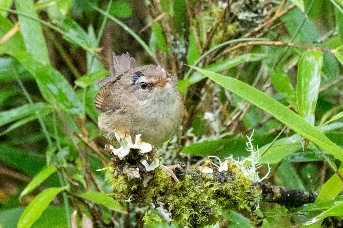 Aberrant Bush Warbler (Perplexing) - ML622099905