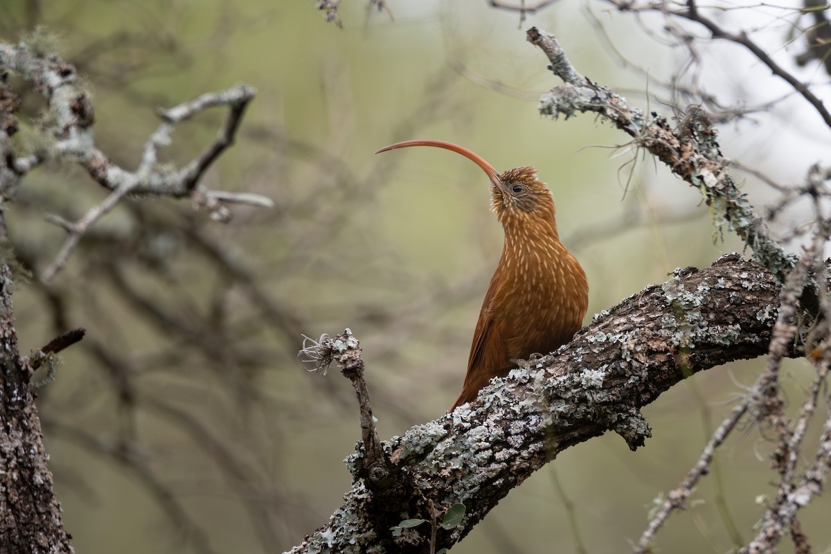 Red-billed Scythebill - Pablo Re