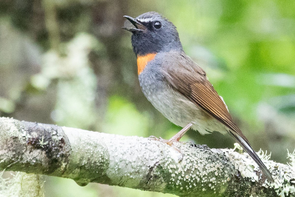 Rufous-gorgeted Flycatcher - Sue Wright