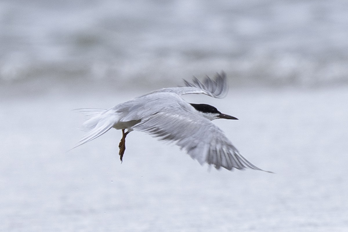 Common Tern - Yadu Prasad