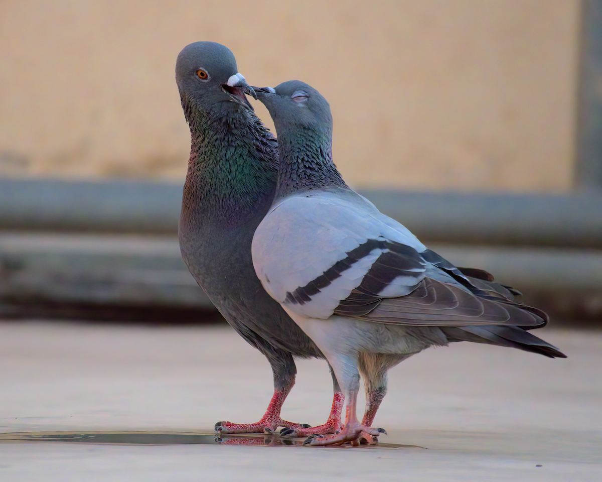 Pigeon biset (forme domestique) - ML622100043
