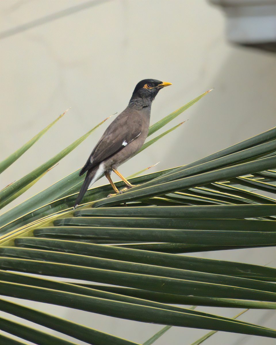 Common Myna - ML622100058