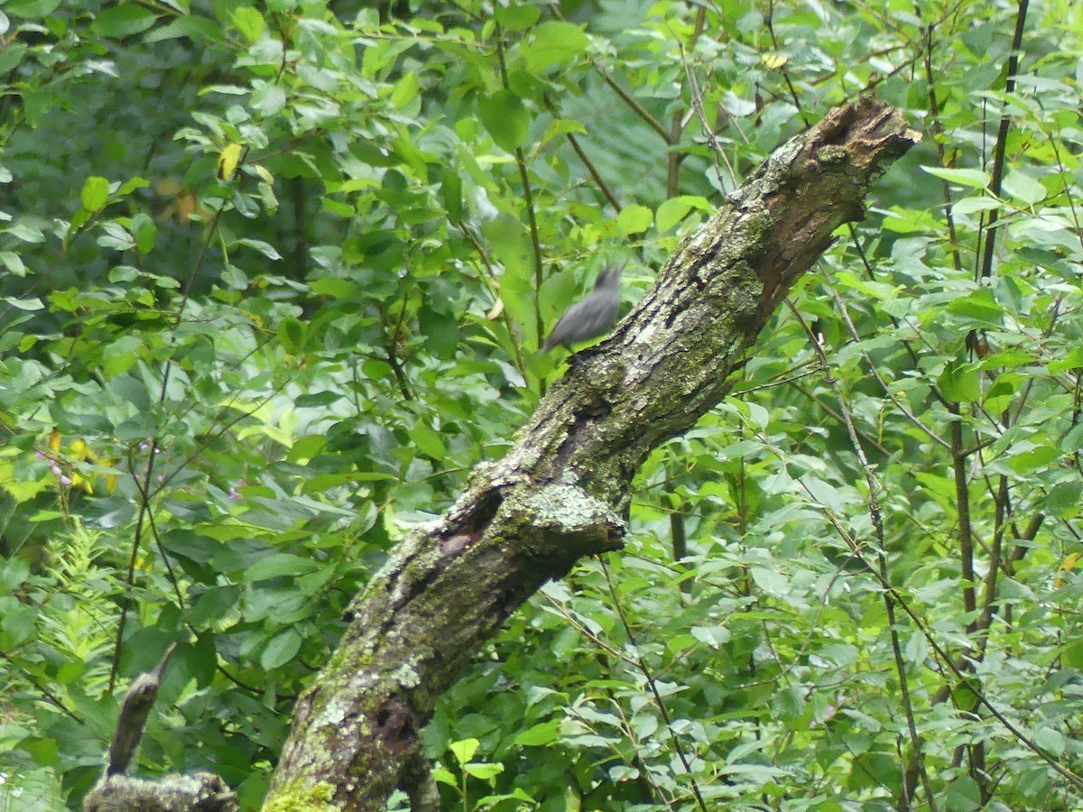 Gray Catbird - Anonymous