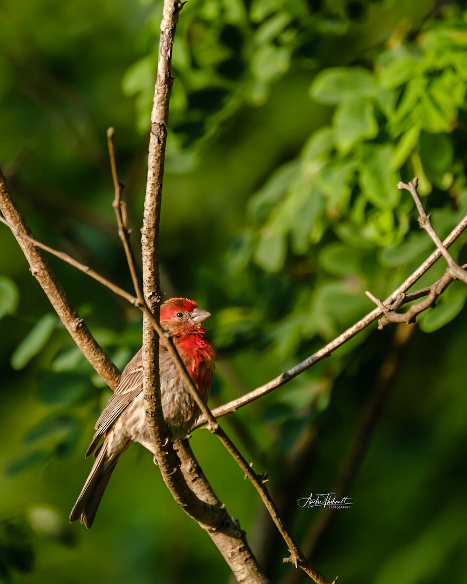 Purple Finch - ML622100160