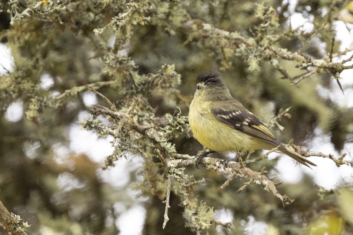 Black-capped Tyrannulet - ML622100161