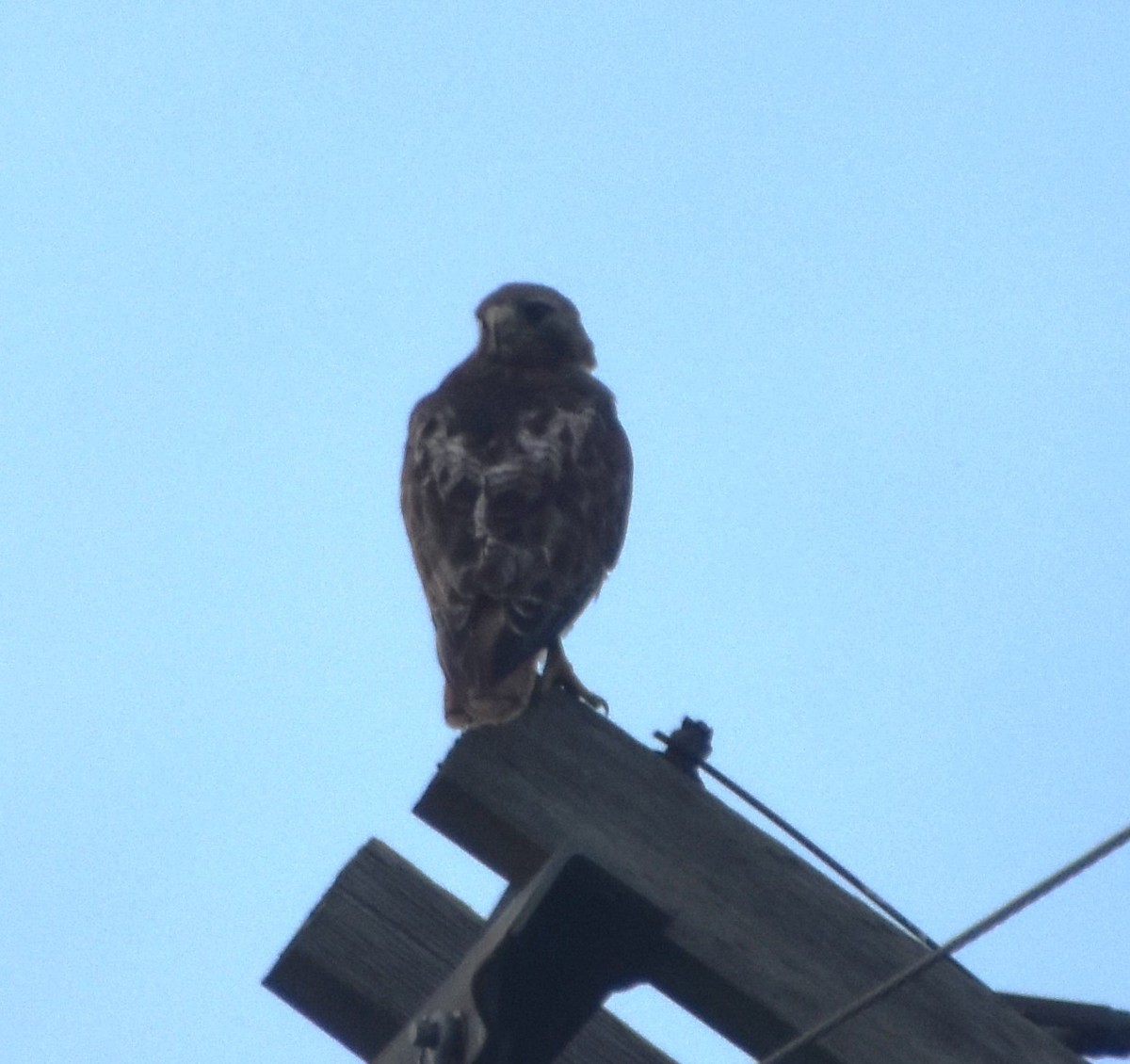 Red-tailed Hawk - ML622100162