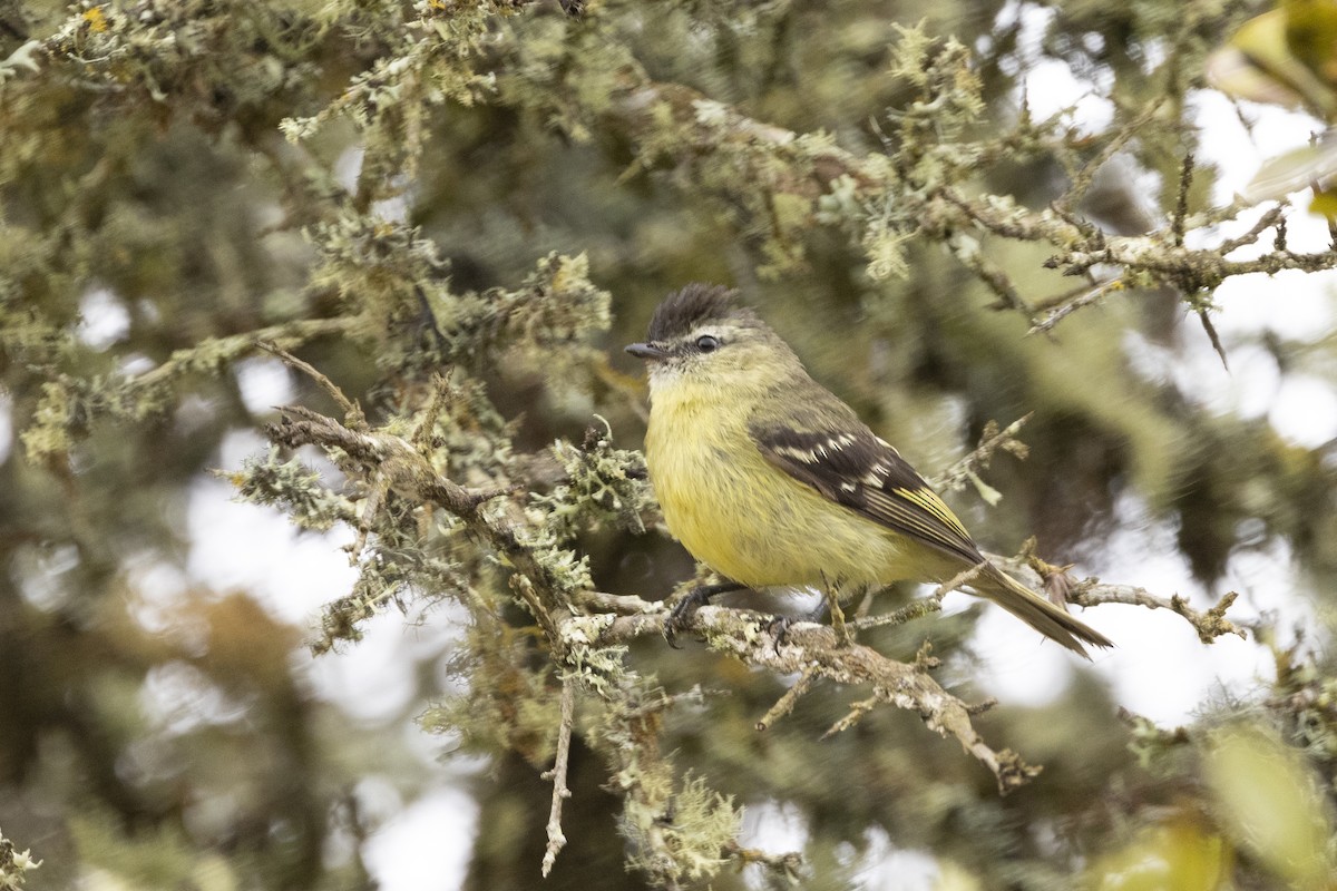 Black-capped Tyrannulet - ML622100163