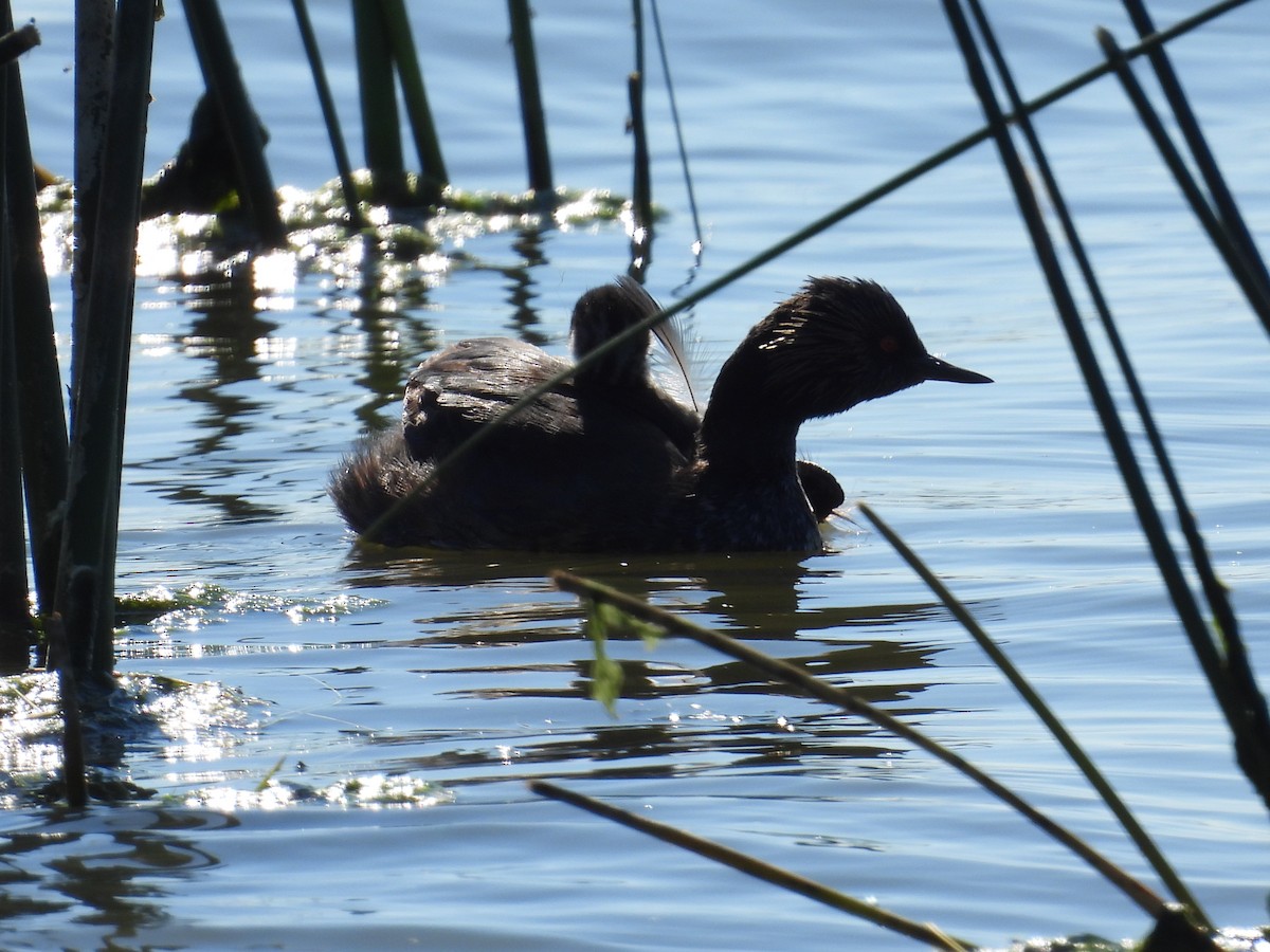 Eared Grebe - ML622100164