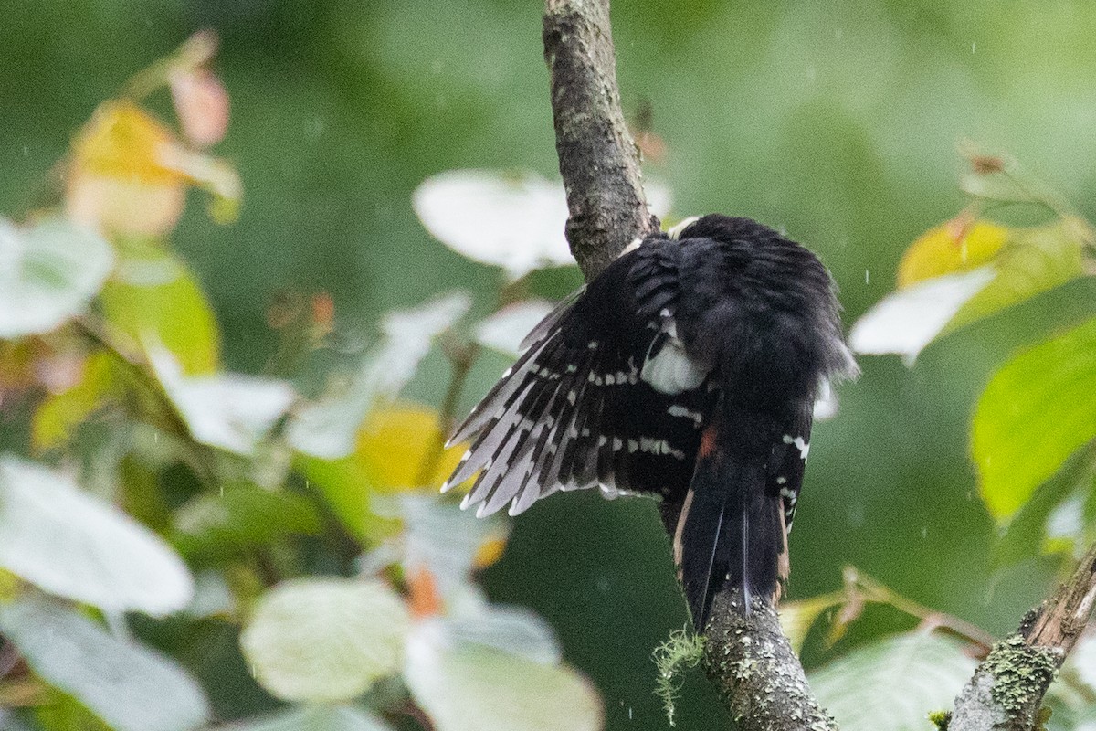 Necklaced Woodpecker - Sue Wright