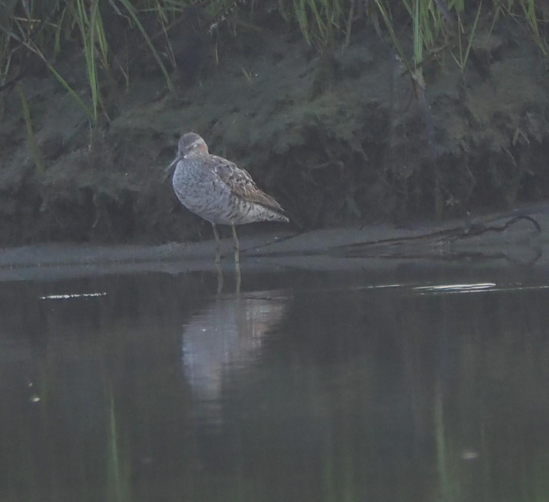 Stilt Sandpiper - ML622100166