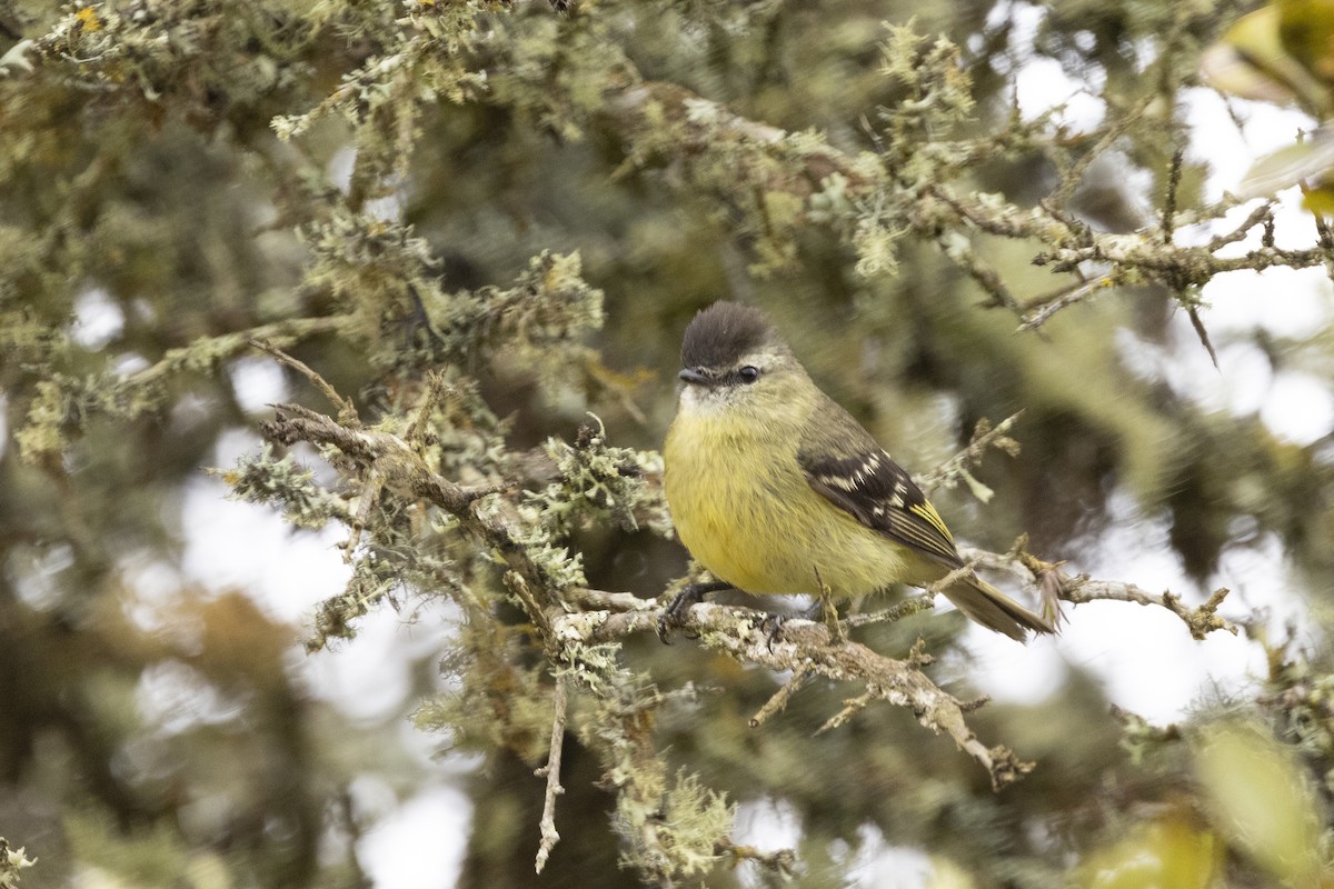 Black-capped Tyrannulet - ML622100167