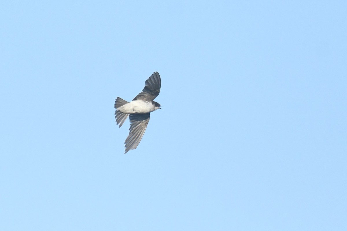 Tree Swallow - ML622100168