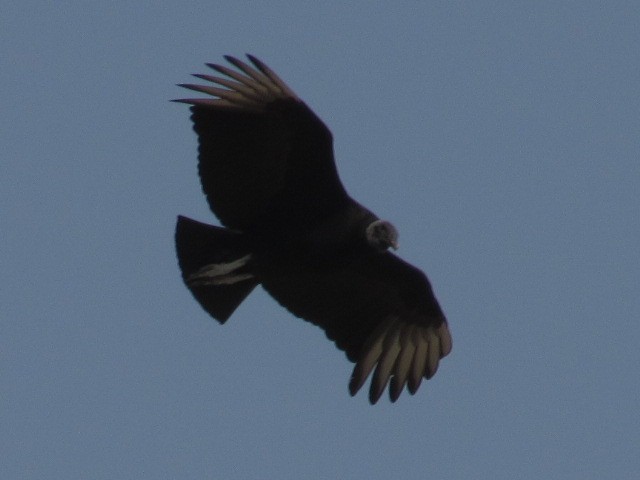 Black Vulture - ML622100170