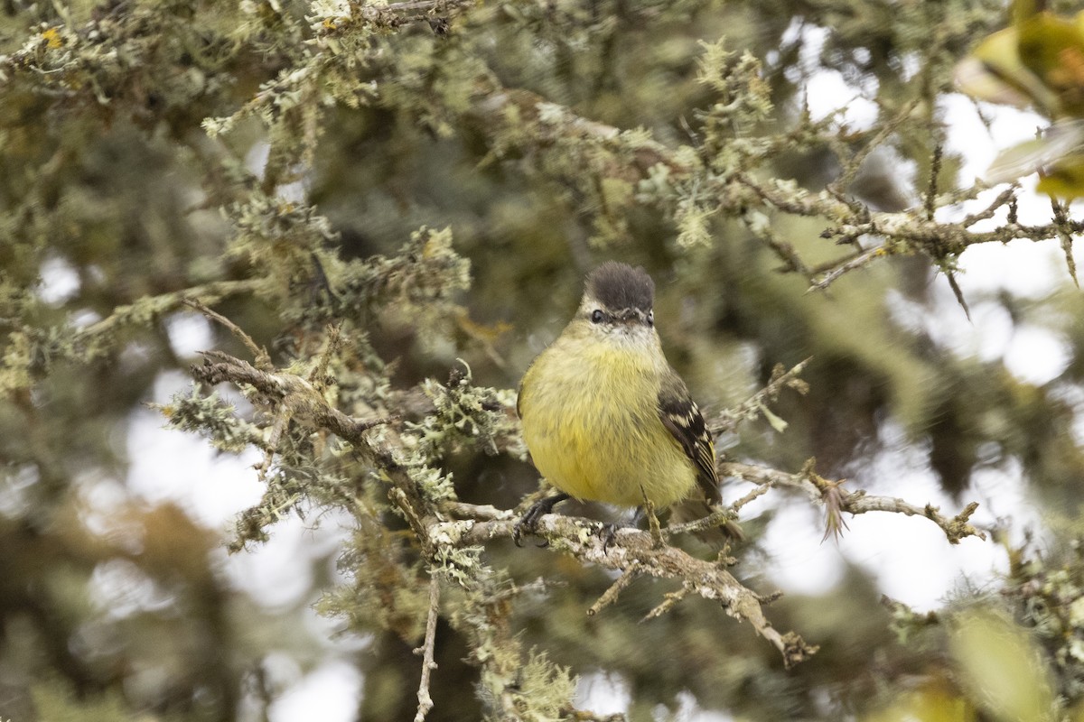 Black-capped Tyrannulet - ML622100172