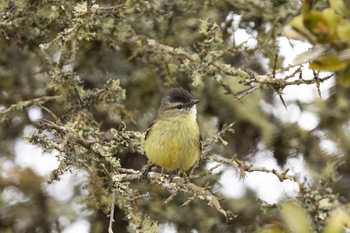 Black-capped Tyrannulet - ML622100173