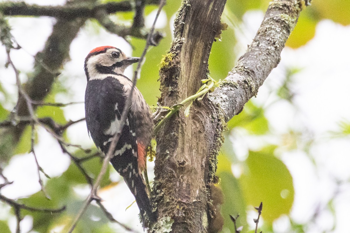 Necklaced Woodpecker - ML622100174