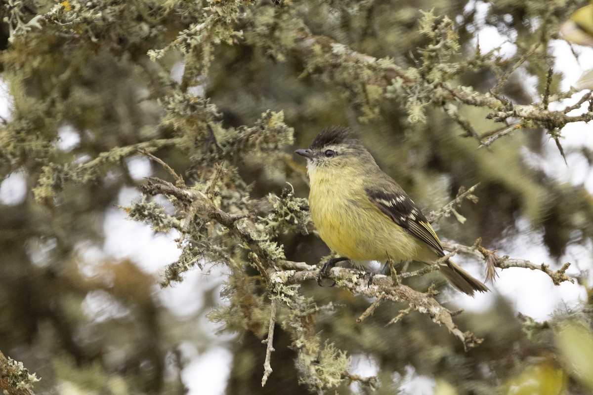 Black-capped Tyrannulet - Jeanne Verhulst