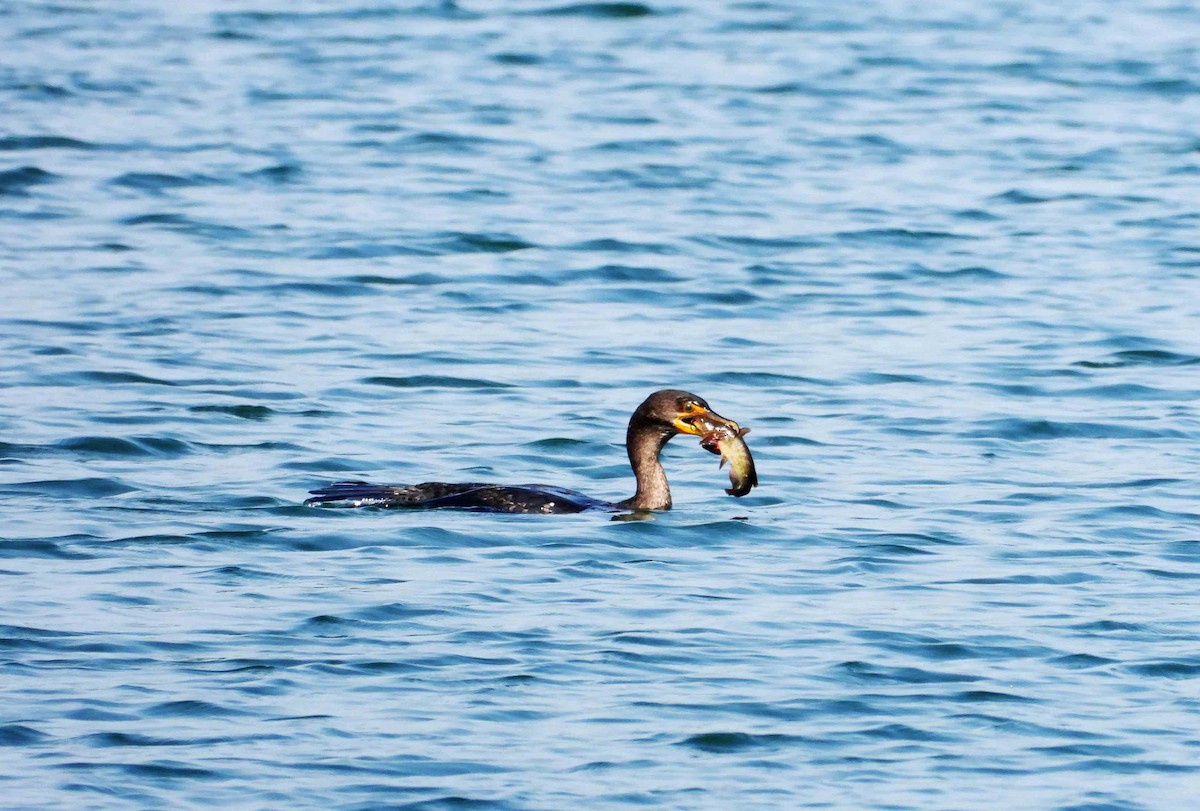 Double-crested Cormorant - Marc Belliard