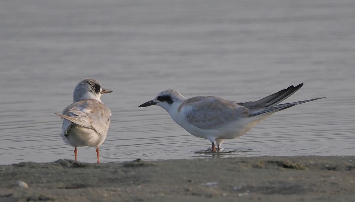 Forster's Tern - ML622100177