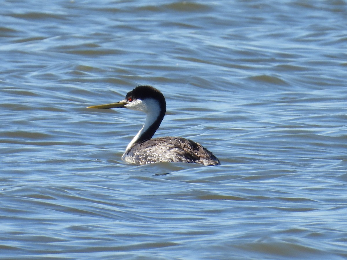 Western Grebe - ML622100178