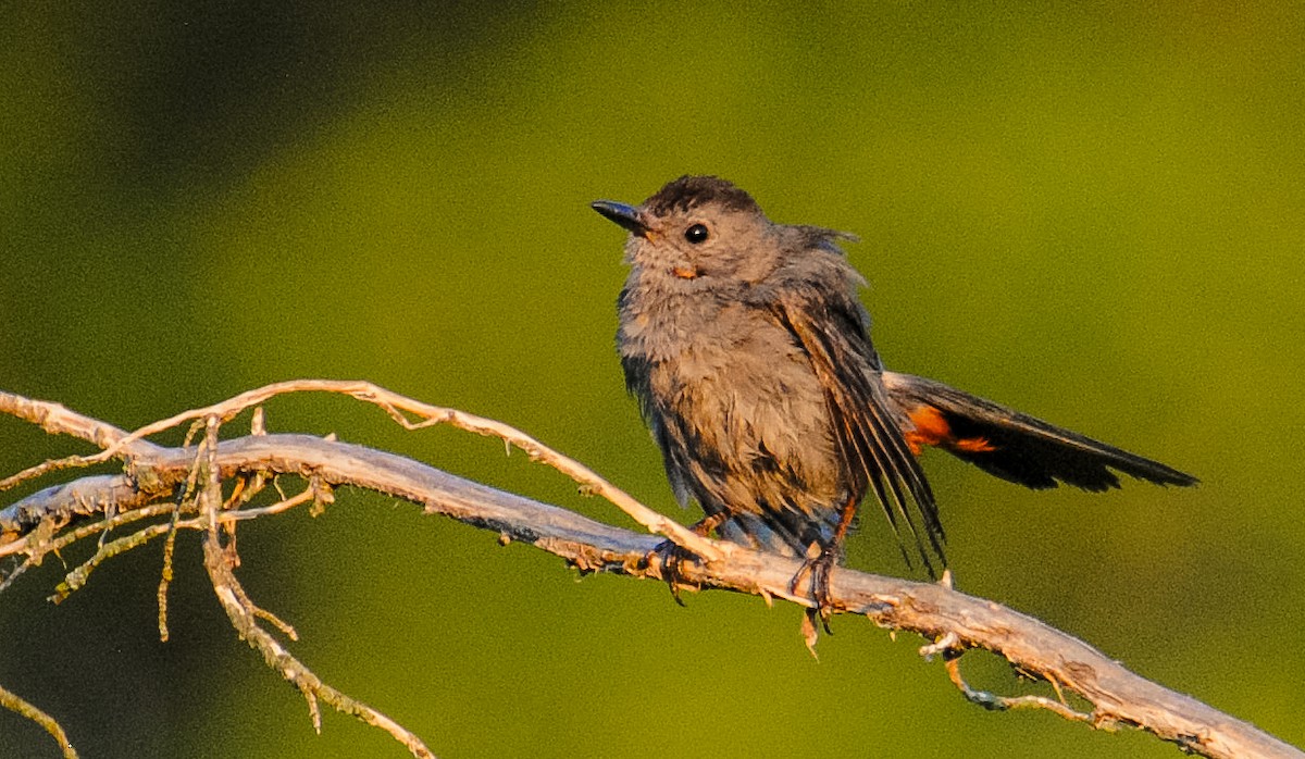 Gray Catbird - ML622100179