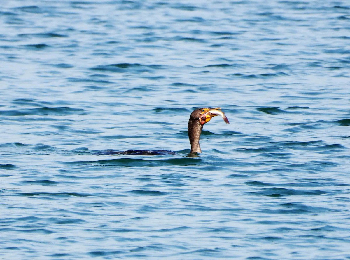 Double-crested Cormorant - ML622100180