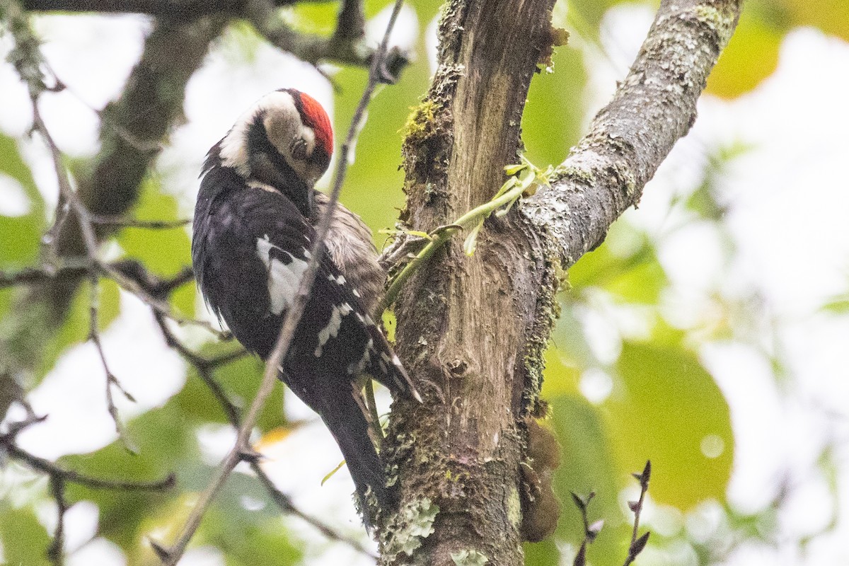 Necklaced Woodpecker - ML622100181