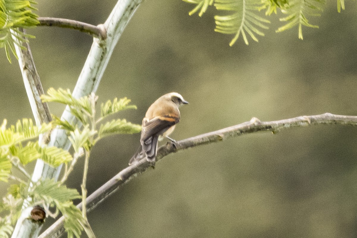 Brown-backed Chat-Tyrant - ML622100182