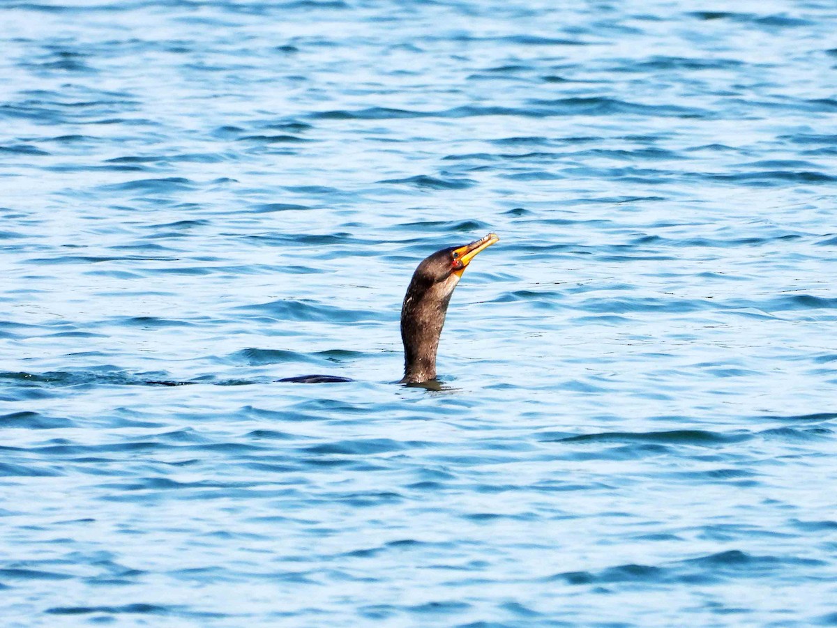 Double-crested Cormorant - ML622100183