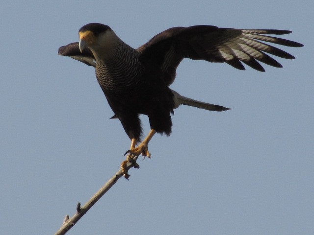 Crested Caracara - ML622100184