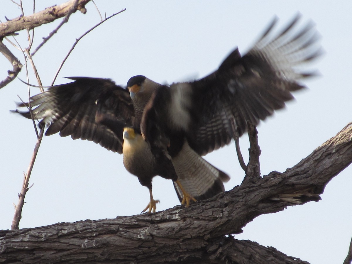 Crested Caracara - ML622100185