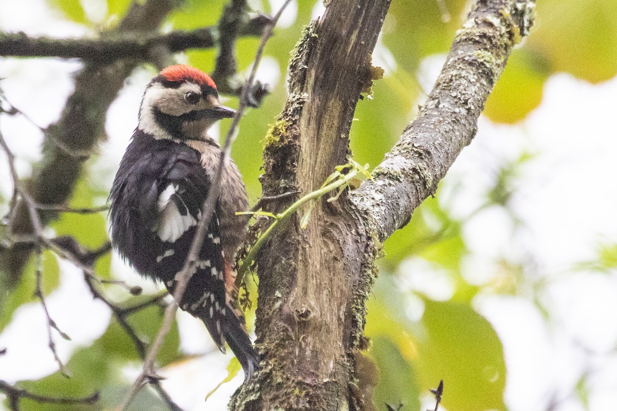 Necklaced Woodpecker - ML622100187