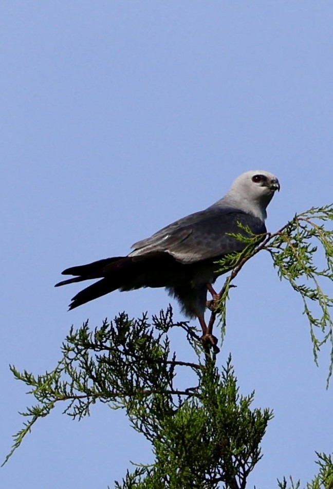 Mississippi Kite - ML622100287