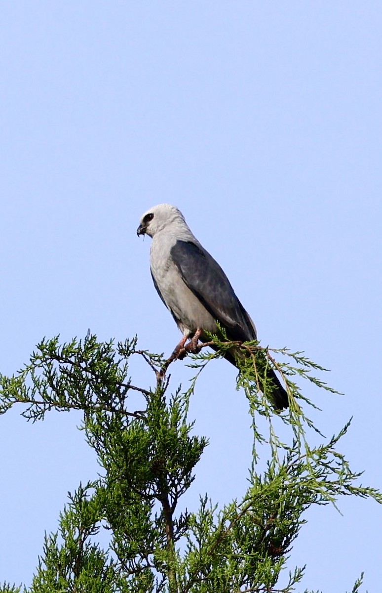 Mississippi Kite - ML622100288